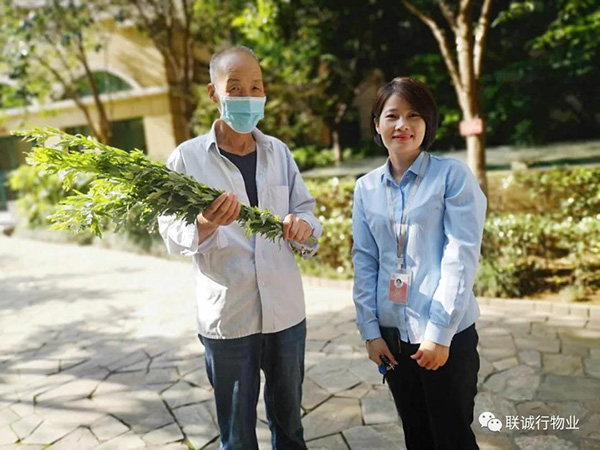 株株&ldquo;愛意&rdquo;（艾葉）草&rdquo;，綿綿情意長