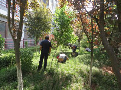 夏日除草熱情高，綠草如茵美如畫