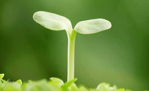 見證聯誠行綠化隊的成長