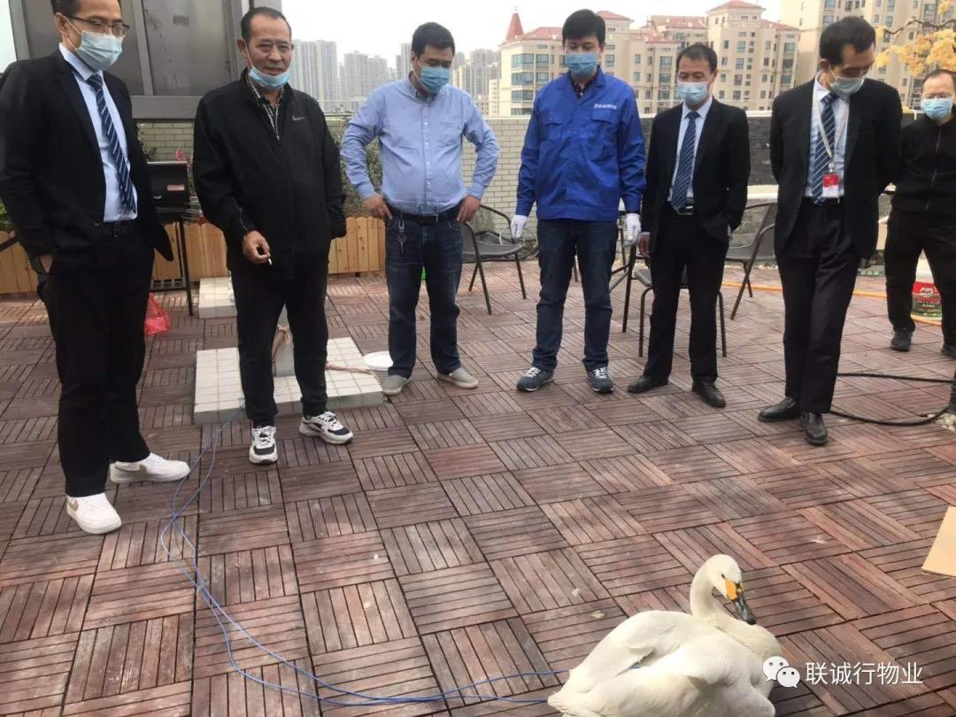 【曲江源著】特殊的&ldquo;來(lái)客&rdquo;：從天而降的白天鵝