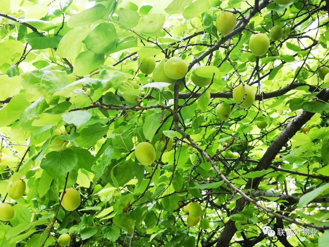 初夏時節(jié)，感受最美的【曲江6號】