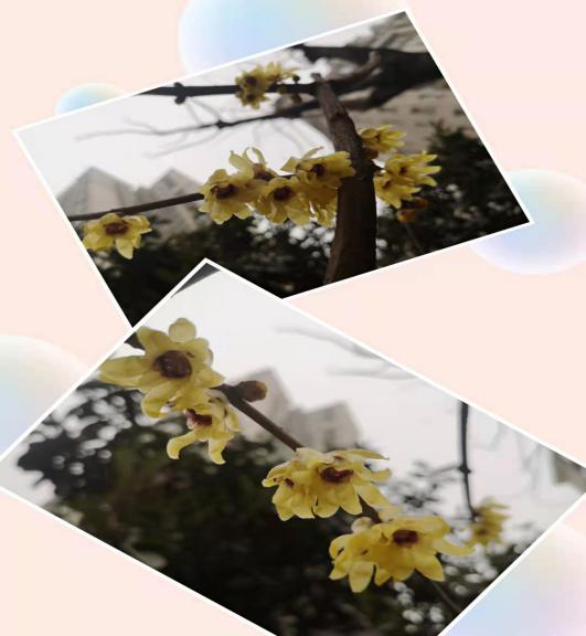 1612491034159074.png 1612491034159074.png